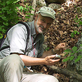 Jim McGraw measures one of the ginseng plants that his West Virginia University lab has monitored for years. Although now retired, McGraw hopes to continue keeping tabs on some populations in the name of scientific curiosity. Photo courtesy of Jim McGraw